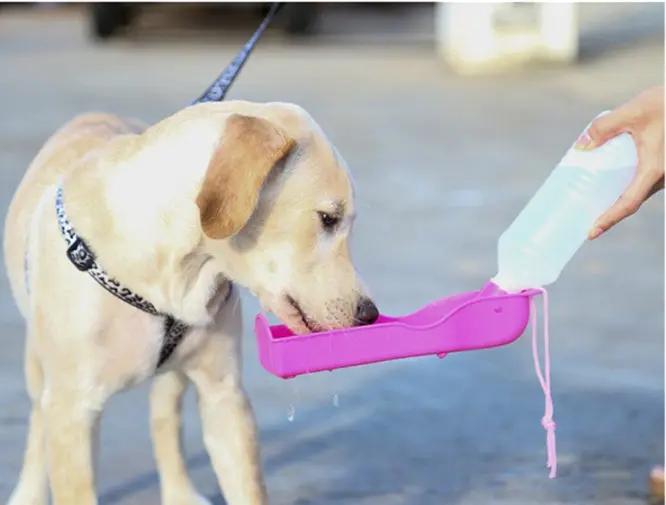 Portable Outdoor Water Feeding For Dogs - SmartPaws